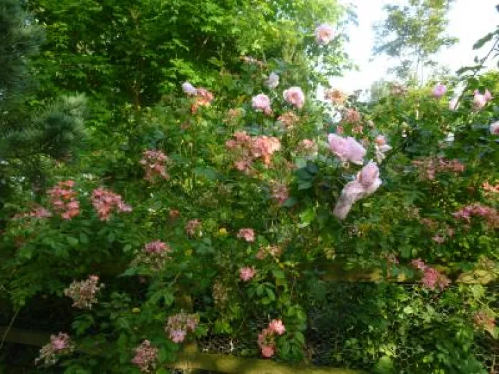 Flower Club June 2017 P1030286