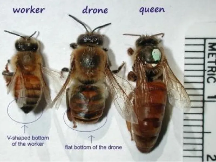 WI Oct 2017 Worker drone queen