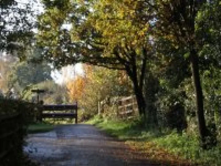 Woodland walk