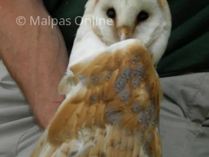 Barn Owl