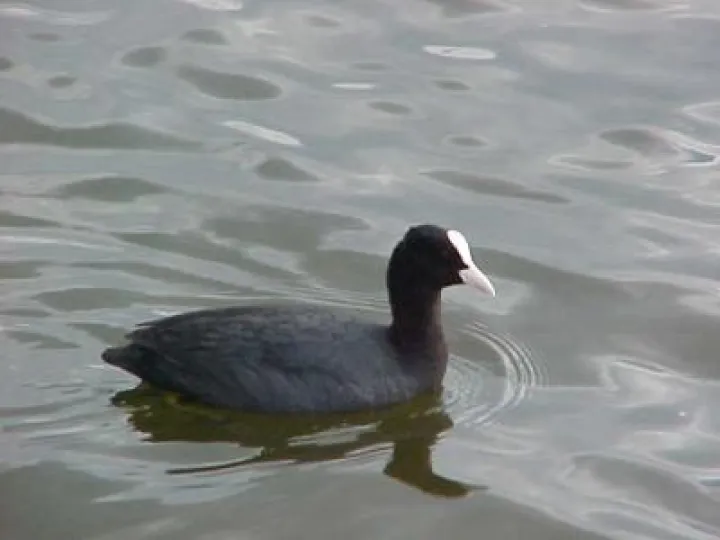 Coot