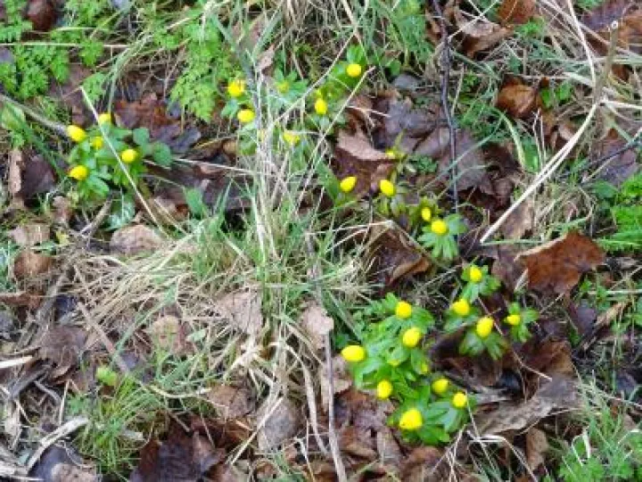 Aconites &ndash; Snakemoor Jan 2018