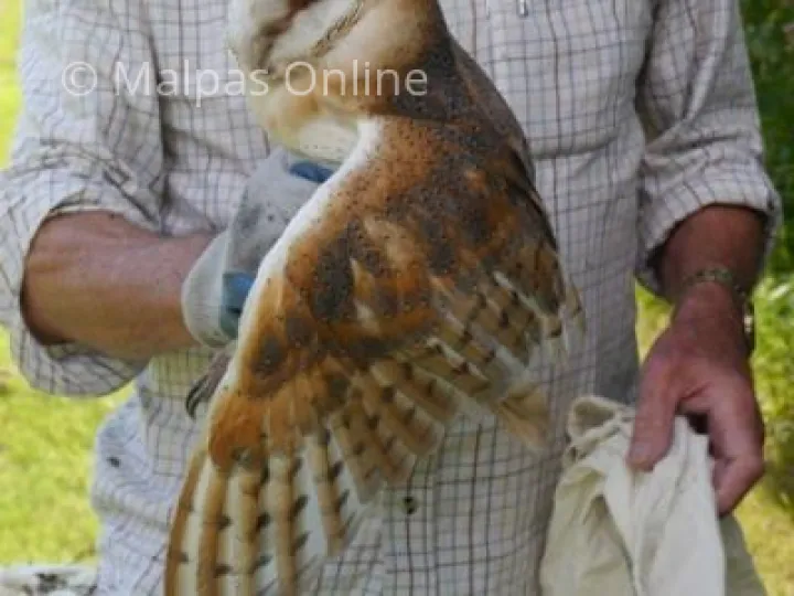 barn owl 4