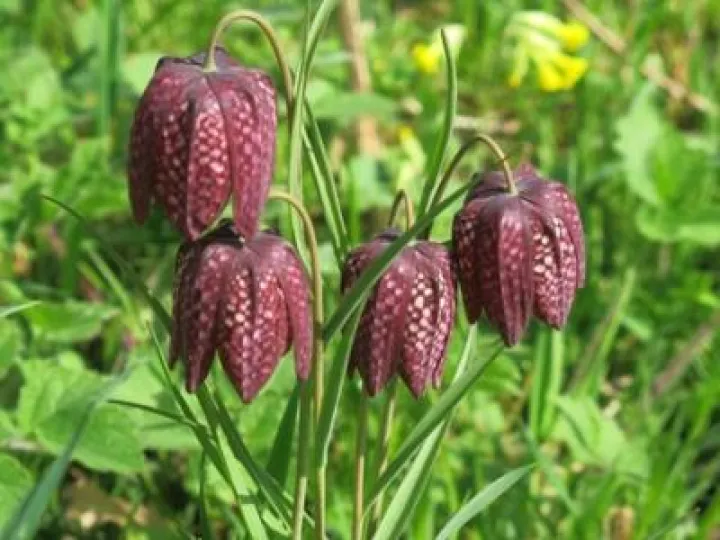 Spring in Tarvin Woodland Fullsizeoutput_24bc