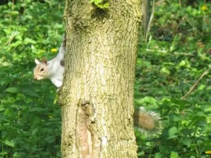 Spring in Tarvin Woodland Fullsizeoutput_24c3