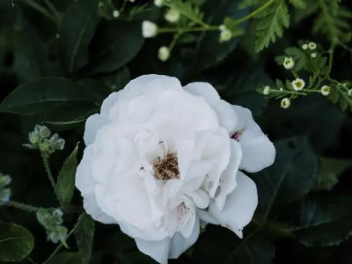 Kathryns June musing2