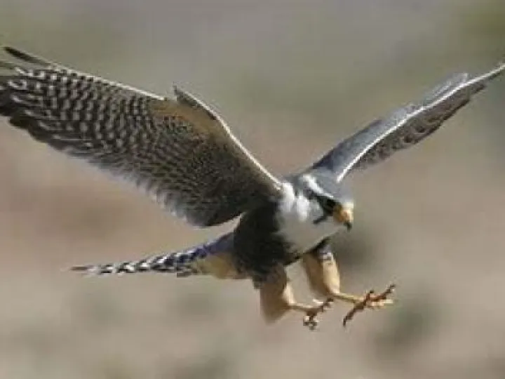 Peregrin falcon