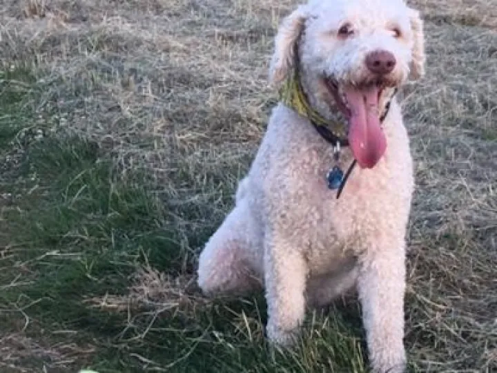 Dougal the missing dog