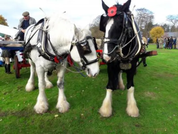 Shire Horses