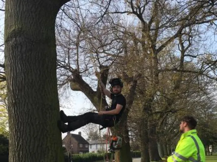 Tree fellilng crop &ndash; Copy