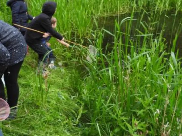 Pond dipping 19 dipping
