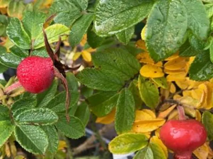 Rosehips