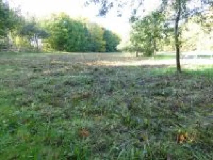 Wild Flower clearance