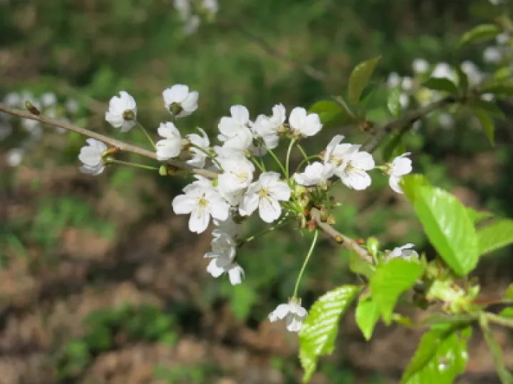 Woodland Walk (1) Img_7838