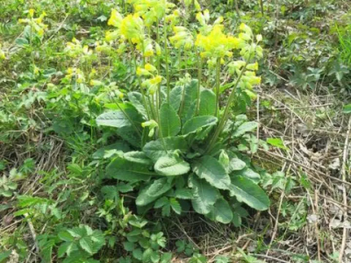 Woodland Walk (6)Img_7871