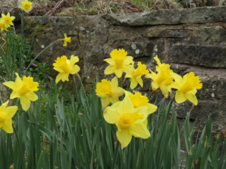 daffodils_pan