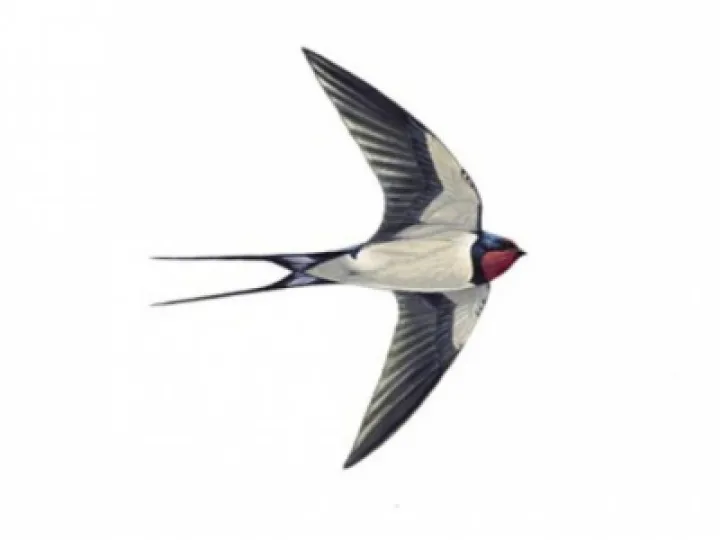 swallow