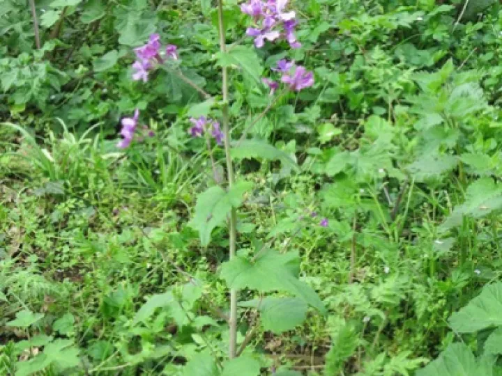 Woodland Walk KB Image005 (1)