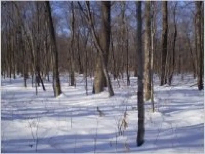 Winter in forest