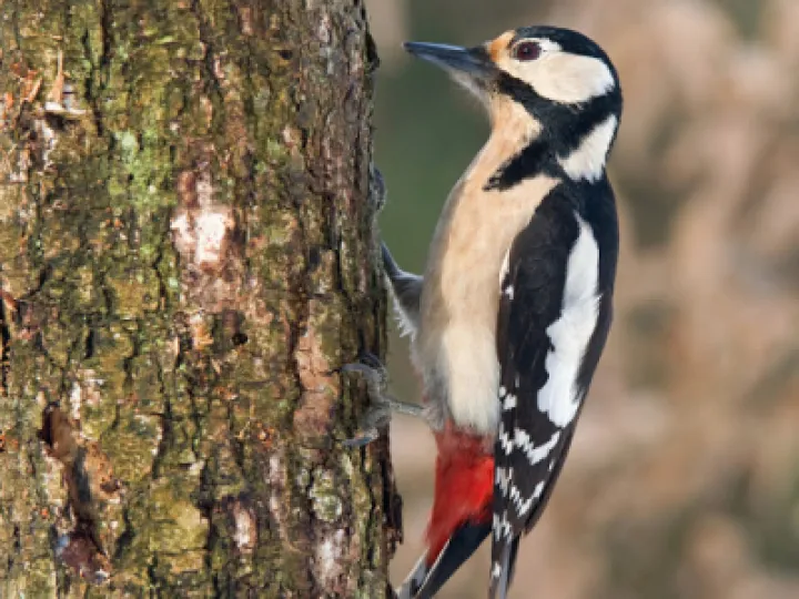 Great Spotted Woodpecker  1  (2)