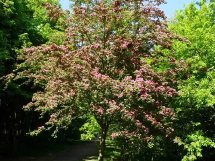 Red Hawthorn Single Tree (1)
