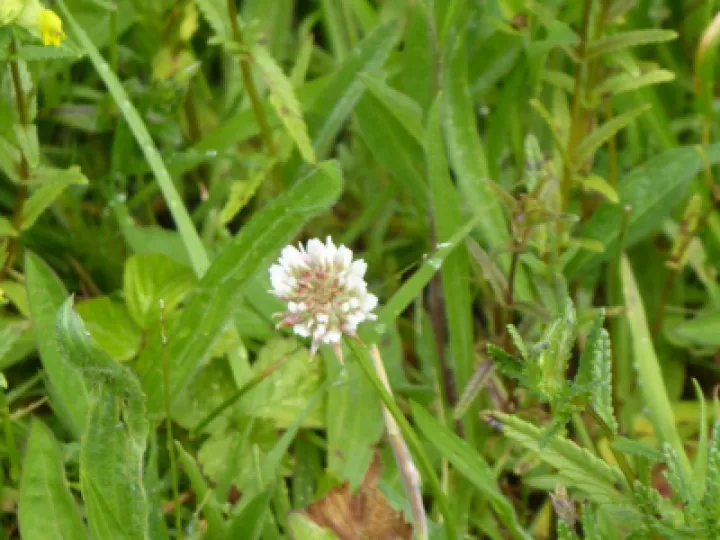 White Clover