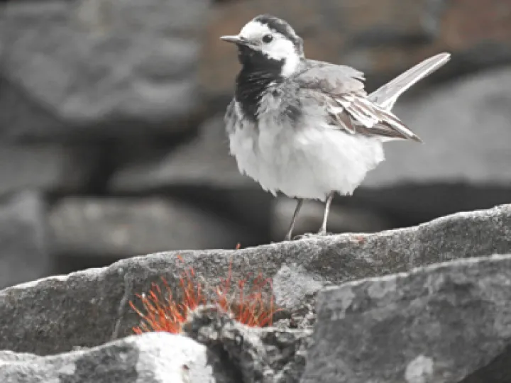 pied_wagtail