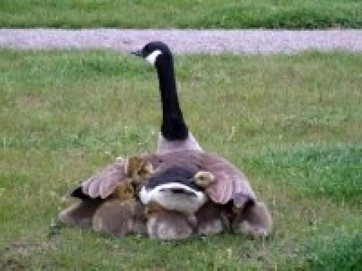 Baby Canada Geese