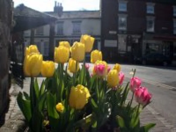 ADAS planted tulips on the Square