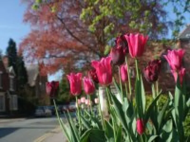 Tulips in Audlem village centre