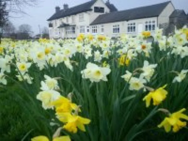 Hankelow daffodils