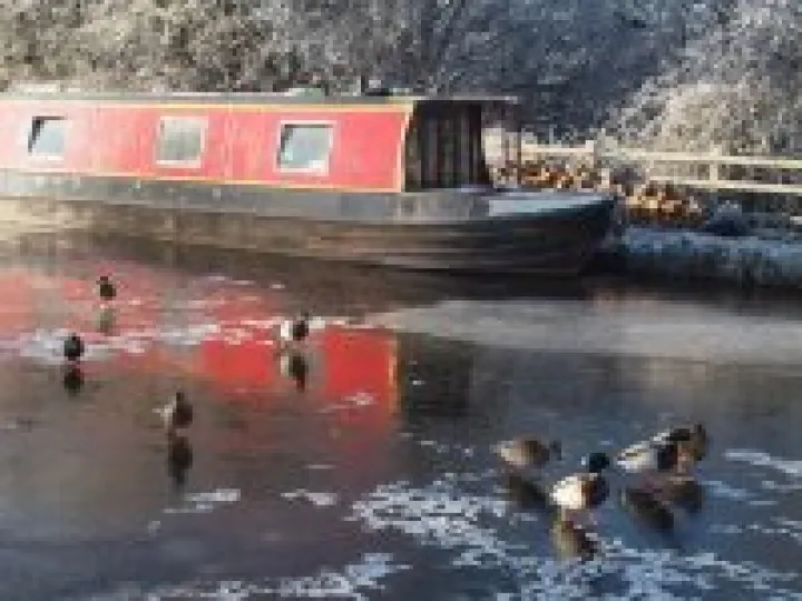 Ducks on ice &ndash; December 2010 