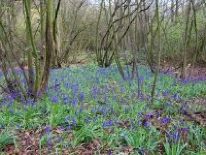 Bluebells at Combermere Abbey
