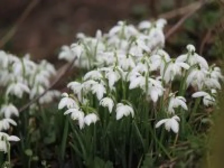 Snowdrops