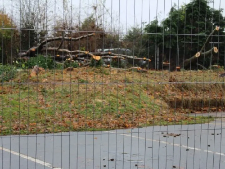 12/11/2016 Tree Removal