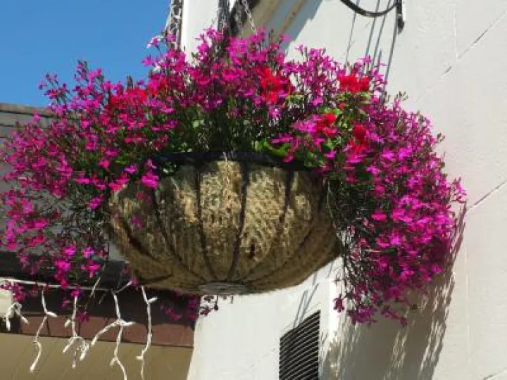 Audlem_in_Bloom_Phil_Baker (6)