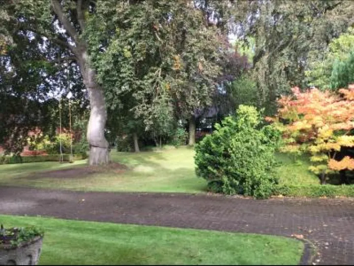 Beech Trees in Buerton