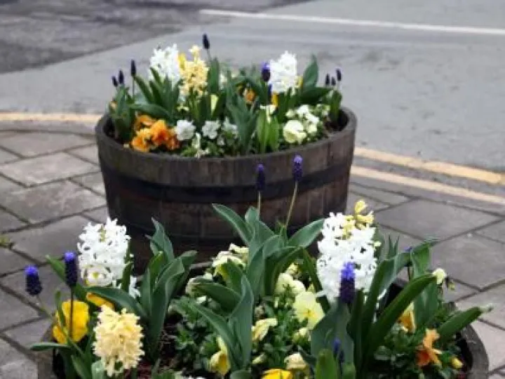 spring-flowers-2018-phil-baker-3