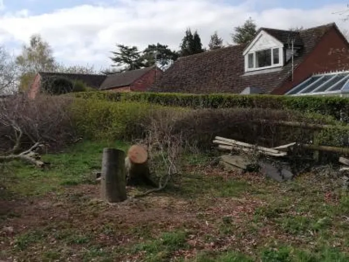 40 Yr old Copper Beech