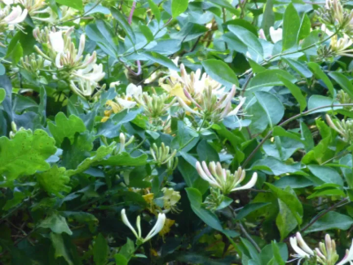 Honeysuckle 3 (1)