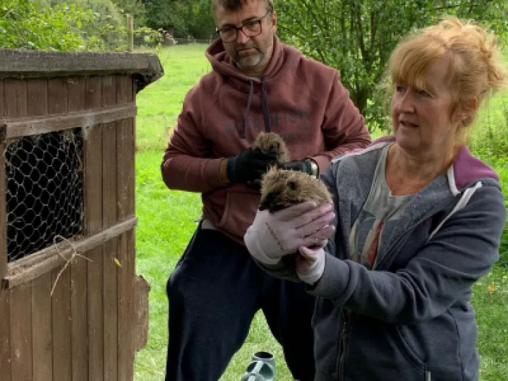 Allotment Hedgehogs