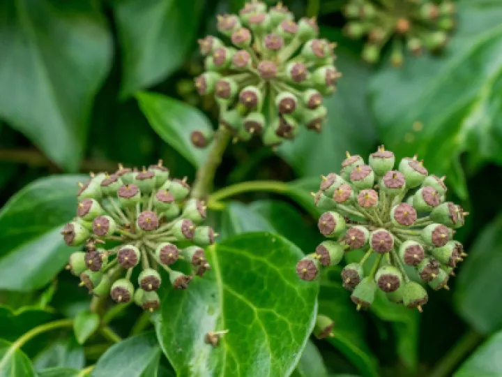 TWT English Ivy Flowers