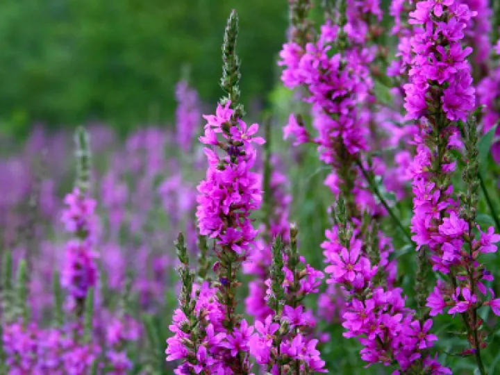 TCW Purple Loosestrife  2