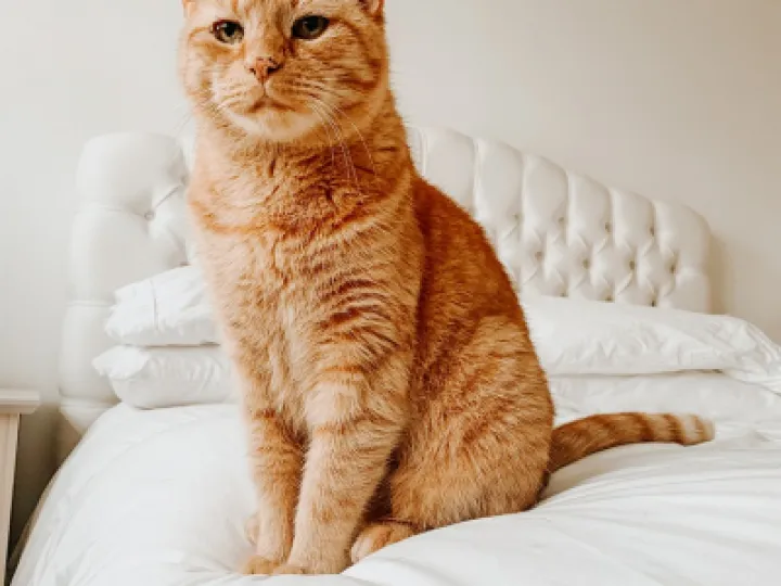 cats 6