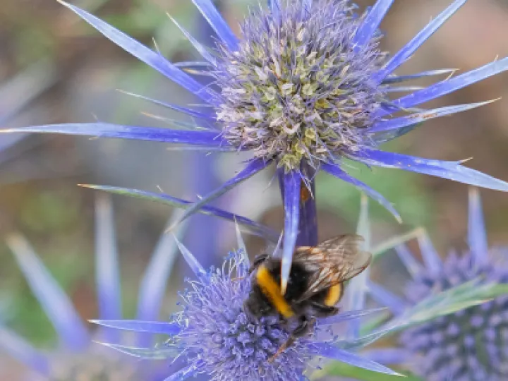 A Spiky Customer_JT-2