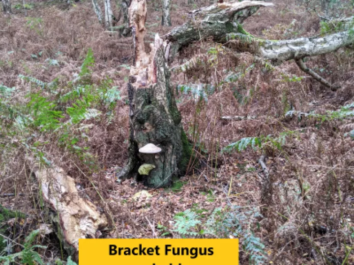 Bracket Fungus