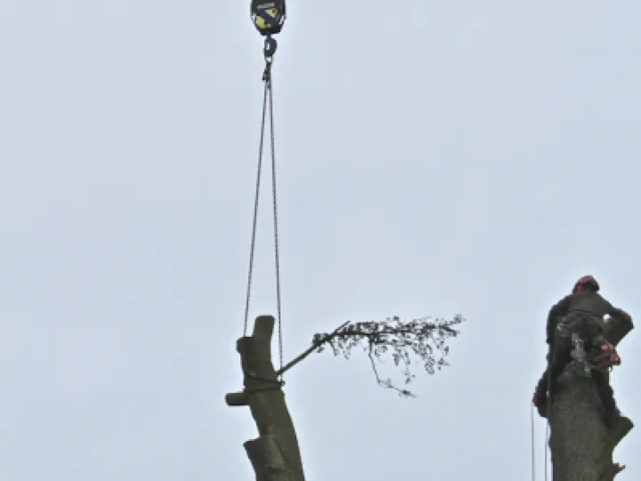 Tree Removal 12