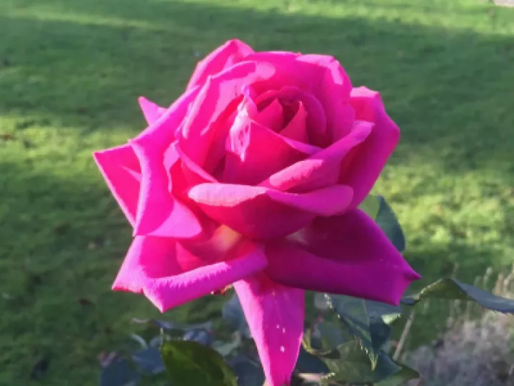 ralphs rose