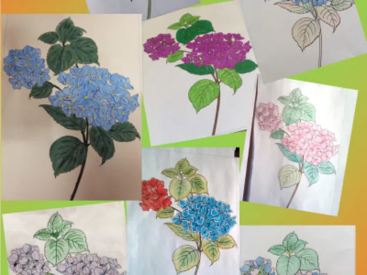 hydrangeas collage