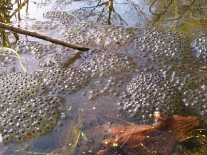 frog-spawn-M223042